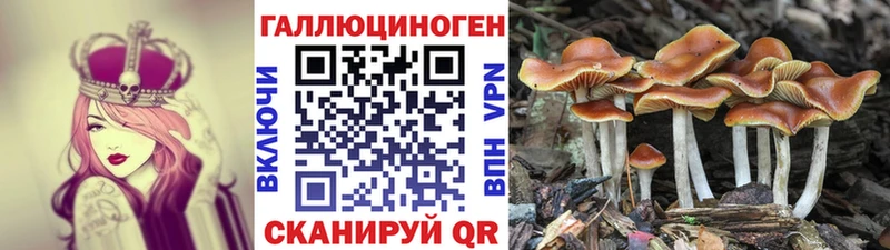 hydra вход  Кинешма  Псилоцибиновые грибы ЛСД  наркотики 